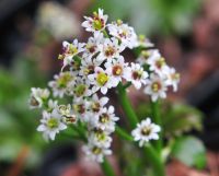 White starry flowers over deepest green serrated foliage